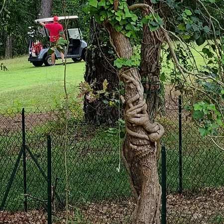 Les Du Golf De Chalé Biscarrosse
